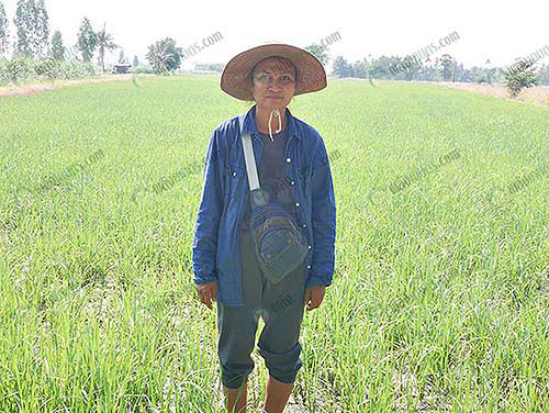 2.คุณสุรีพร-เพิ่มมงคล-เกษตรปลูกข้าวไรซ์เบอรี่บนเนื้อที่-20-ไร่-จ.สุพรรณบุรี