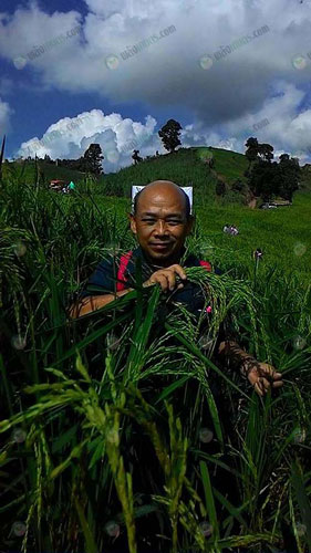 3.การเก็บเกี่ยวข้าวใหม่ม้ง