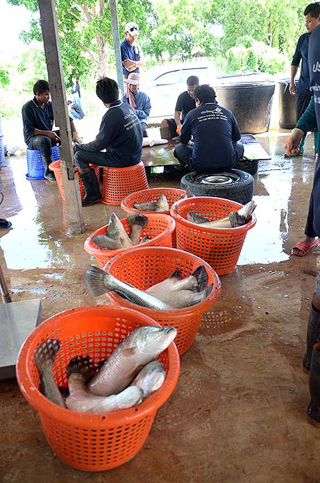 3.ช่องทางการตลาดปลากะพงยักษ์