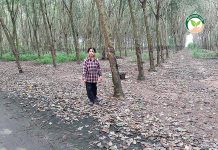 เกษตรผสมผสาน การปลูก ผัก ผลไม้ ใน สวนยางพารา 45 ไร่ สร้างรายได้กว่า 4 แสนบาท/ปี เกษตรผสมผสาน ผัก ผลไม้ ผักผลไม้ สวนยางพารา