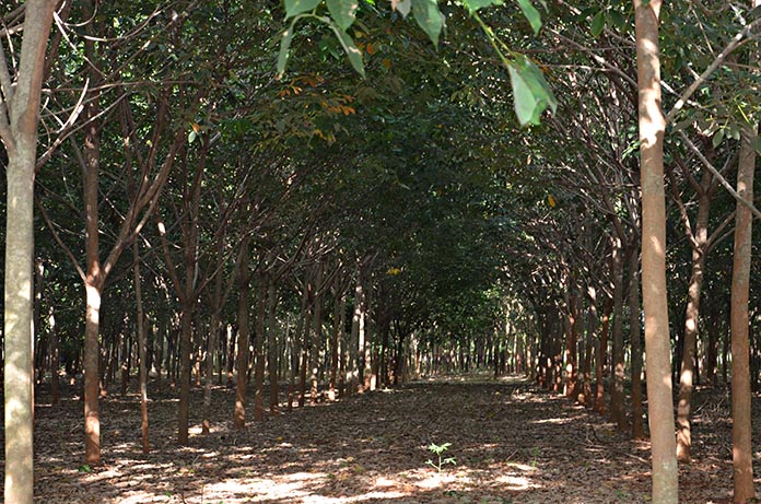 5.สวนยางพาราอายุ-12-ปี