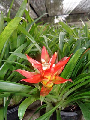 6.ดอกของสับปะรดสีอยู่ในช่อดอกยาวสูง-มีกลีบดอก-กลีบเลี้ยง