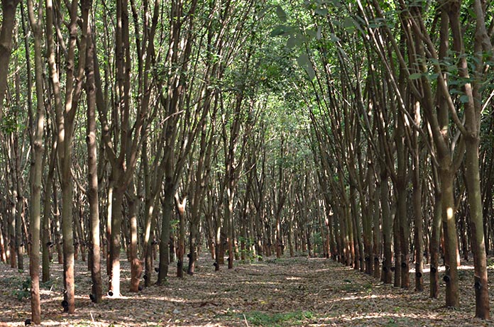 6.สวนยางพาราพันธุ์-RRIM600