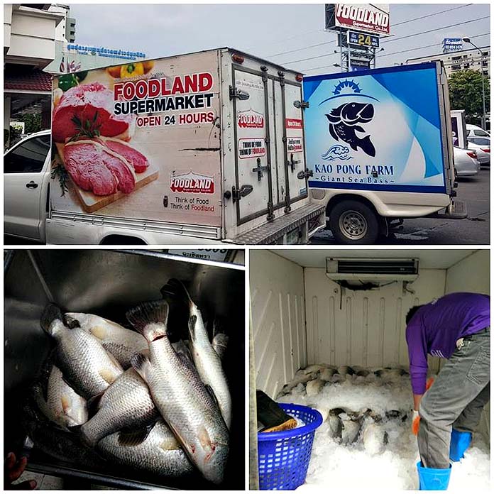 6.แนวโน้มการขยายตลาดปลากะพงยักษ์