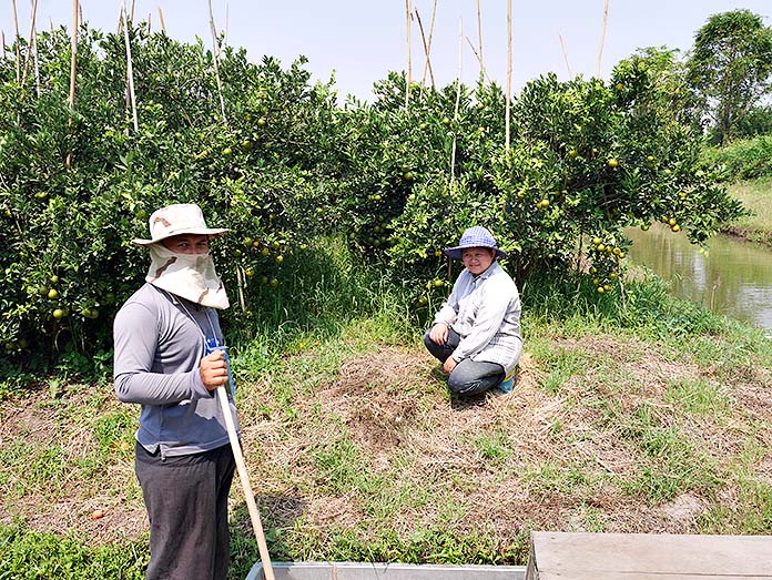 7.การป้องกันกำจัดโรคและศัตรูพืช