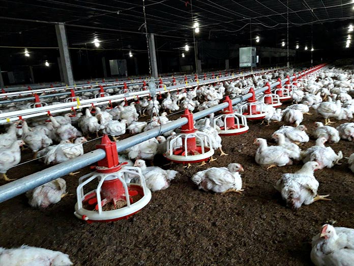 7.การป้องกันโรคระบาดในไก่เนื้อ