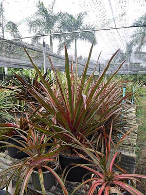 7.สับปะรดสีมีหลากหลายพันธุ์-ใบเป็นกลีบแข็ง-ผิวใบมีลวดลาย
