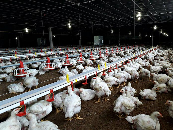 8.ปัญหาและอุปสรรคในการเลี้ยงไก่เนื้อ