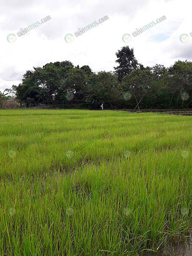 9.ความโดดเด่นของ-ข้าวลืมผัว
