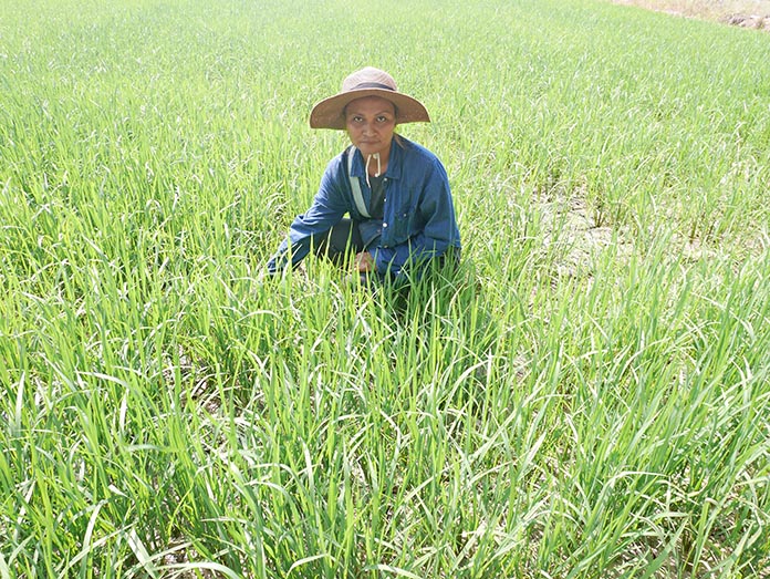 การทำไร่อ้อยควบคู่การทำนาข้าวไรซ์เบอรี่
