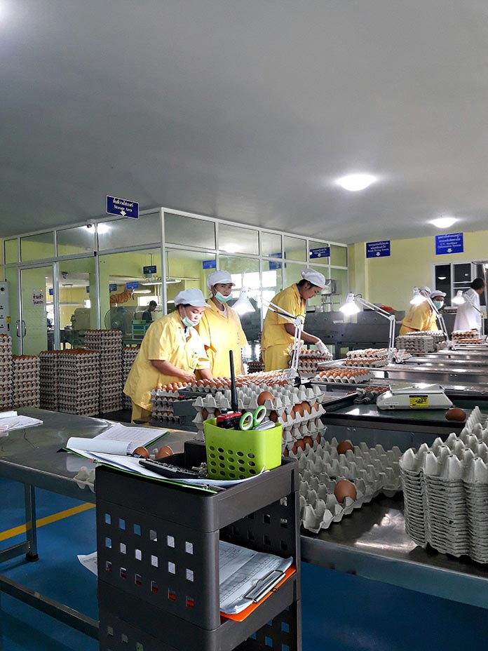 การบรรจุไข่ไก่