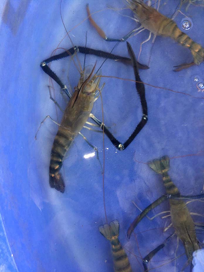 กุ้งก้ามกราม