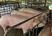 ฟาร์มหมู สมเกียรติฟาร์ม เดินหน้าธุรกิจ สุกร ฟาร์มหมู เลี้ยงหมู การเลี้ยงหมู การเลี้ยงหมูขุน อาหารหมู สุกร แม่พันธุ์หมู พ่อพันธุ์สุกร สุกรขุน