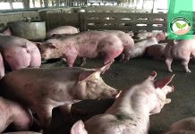 ฟาร์มหมู เลี้ยงหมูขุน การวางแผน ผลิตและบริหารจัดการ แบบ..สมคิดเกษตรฟาร์ม ฟาร์มหมู4