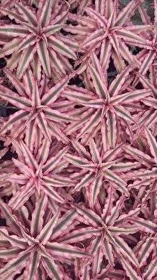 สับปะรดสีดาวเเดง-คลิปเเทนทัส-Cryptanthus-รูปร่างคล้ายปลาดาว-นำไปจัดสวน-แต่งบ้าน