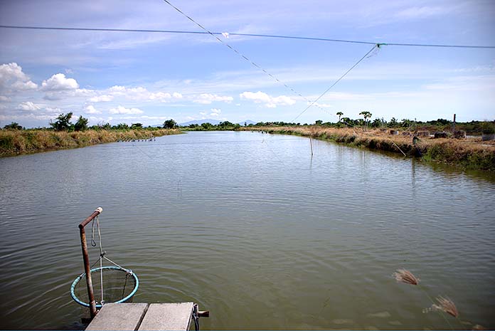 1.บ่อเลี้ยงปลานิลร่วมกับกุ้งขาว