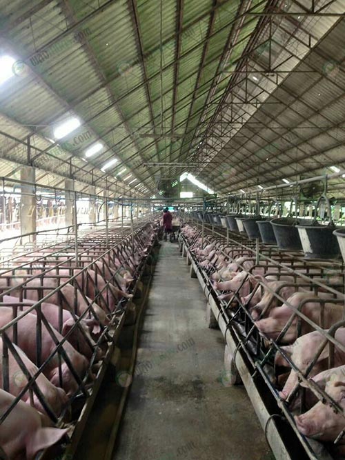 1.โรงเรือนหมู