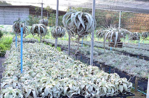 10.ต้น-T.xerographica-ใบสีเทา-หนา-ทนแล้ง