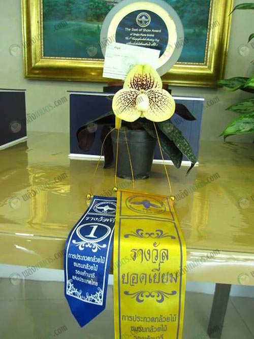 10.รางวัลยอดเยี่ยมการประกวดกล้วยไม้รองเท้านารี