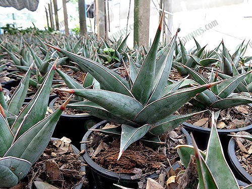 11.Queen-of-Sansevieria-ชื่อวิทยาศาสตร์-Sansevieria-pinguicula-ต้นไม้ประดับ