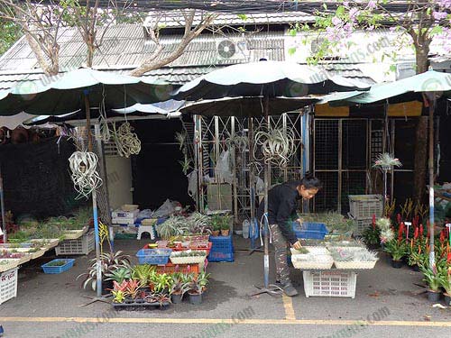 12.หน้าร้านที่ตลาดนัดจตุจักร-ในวันอังคาร-พฤหัสฯ