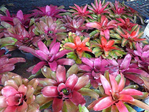 13.สับปะรดสี