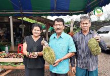 การปลูก ทุเรียน ทุเรียนป่าเด็ง ทุเรียนป่าละอู อินทรีย์ 100% ตลาดรับซื้อหน้าสวน ทุเรียนป่าละอู ทุเรียนป่าเด็ง ทุเรียน อินทรีย์