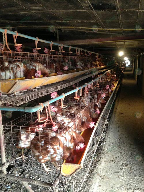 2.โรงเรือนเลี้ยงไก่ไข่