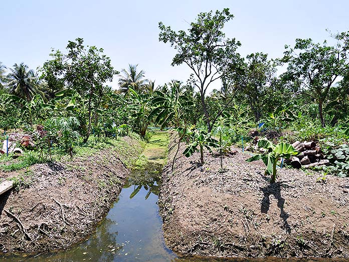 3.การจัดการสวนในระบบท้องร่อง