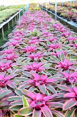 3.ทรงต้นสวยงาม-สีสันฉูดฉาด