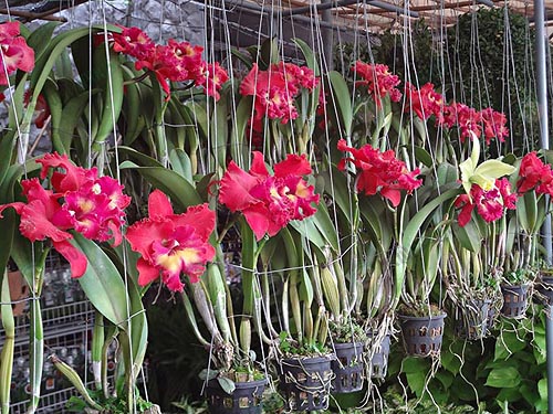3.สวนกล้วยไม้ของคุณสมพร-ทันหิกรณ์