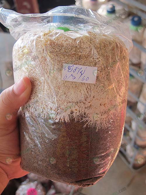 3.เห็ดเยื่อไผ่