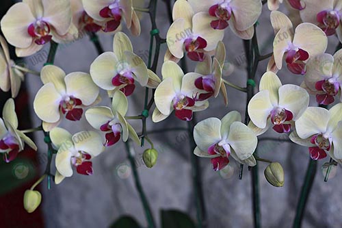 4.การขยายพันธุ์กล้วยไม้แคทลียา