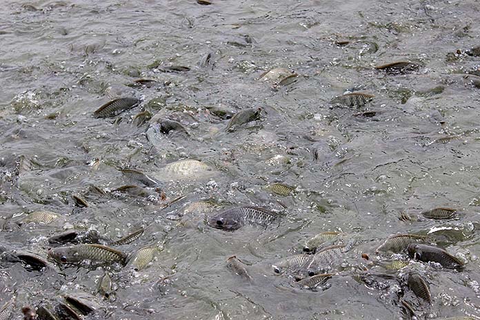 4.การคัดเลือกพ่อแม่พันธุ์