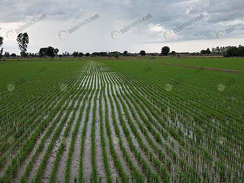 4.การทำนาเมล็ดพันธุ์ข้าวบนพื้นที่-30-ไร่