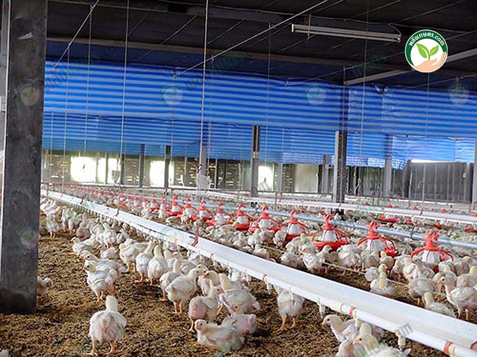 4.การเลี้ยงไก่เนื้อ โรงเรือนเลี้ยงไก่เนื้อ