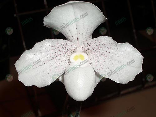 4.รองเท้านารีดอกสีขาว-Paphiopedilum-niveum