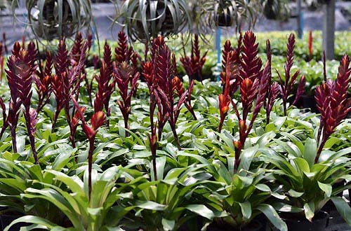 4.สับปะรดสีประเภทดอกสกุลวีร์เซีย