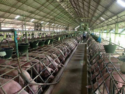 4.หมูแม่พันธุ์
