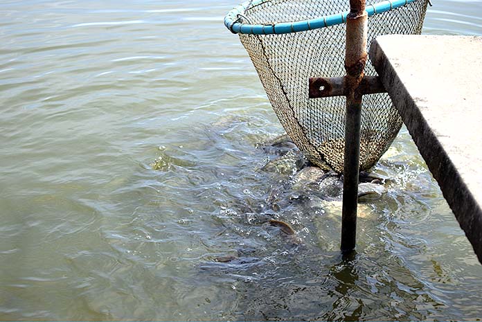 4.เลี้ยงปลานิลร่วมกับกุ้งขาววานาไม