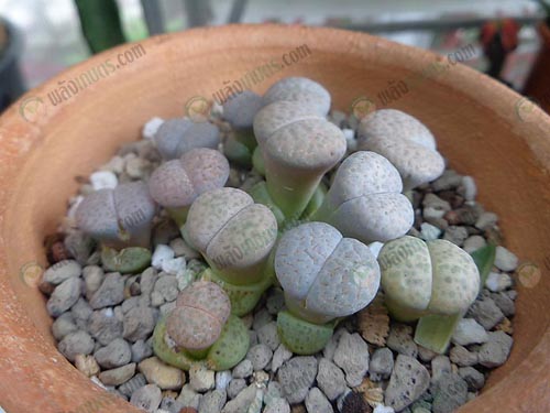 4.ไลทอป-Lithops-มีฉายาว่า-“หินมีชีวิต”