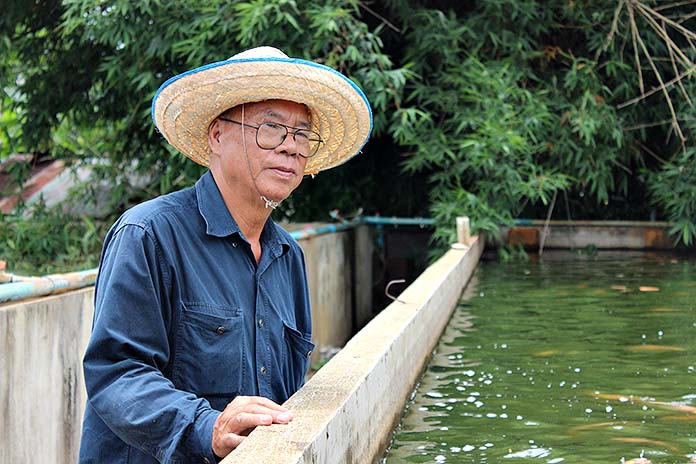 5.การให้อาหารปลานิล