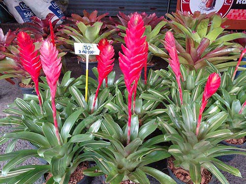 5.ดอกมีความสวยงาม-สีฉูดฉาด-แดงสด