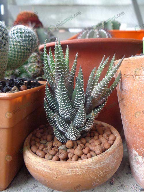5.ต้น-Haworthia-fasciata-หรือ-ม้าลาย