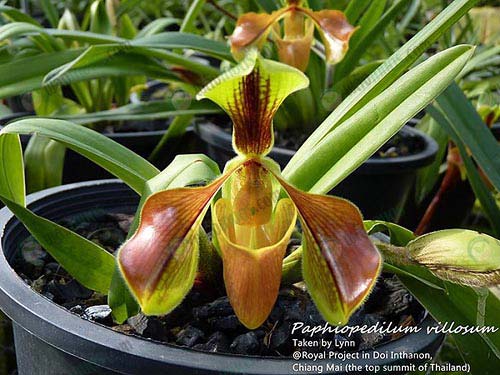5.รองเท้านารีอินทนนท์-Paphiopedilum-villosum