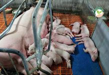 โครงการจ้าง เลี้ยงหมู กับคลื่นลูกใหม่ที่มาแรงในธุรกิจ ฟาร์มหมู RMC FARM เลี้ยงหมู ฟาร์มหมู การเลี้ยงหมู