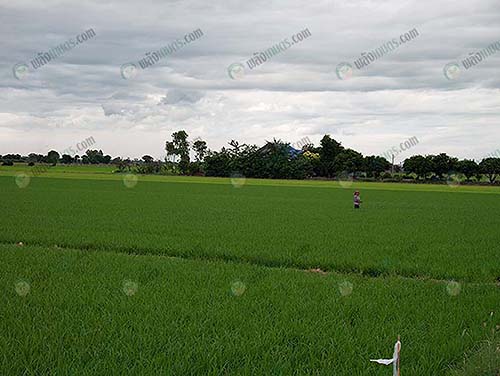 5.แปลงนาเมล็ดพันธุ์ข้าวที่ขายได้ราคาดีกว่าข้าวเปลือกทั่วไป