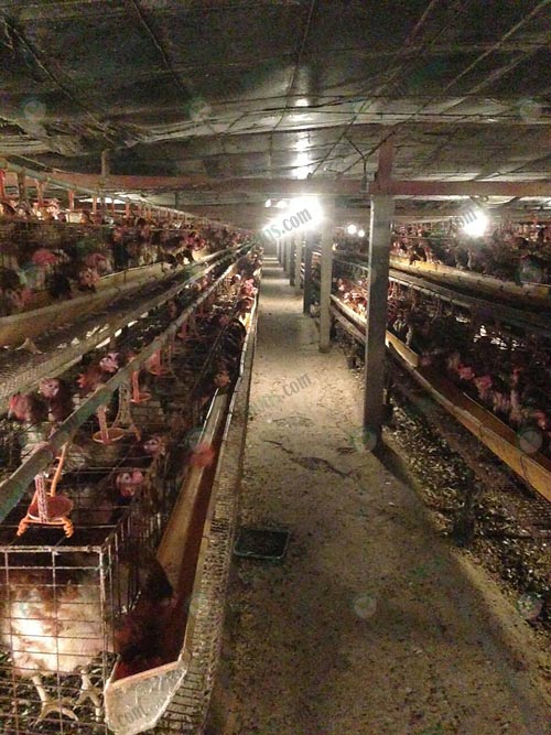 6.การปรับปรุงโรงเรือนเลี้ยงไก่ไข่