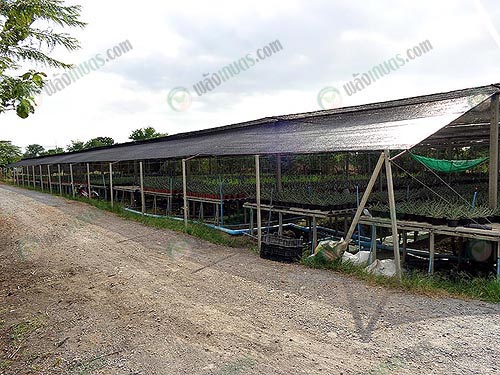 6.การป้องกันและกำจัดโรคแมลง-ต้นไม้ประดับ