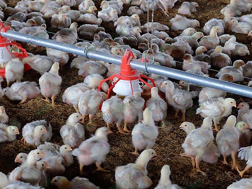 6.การให้อาหารไก่เนื้อ